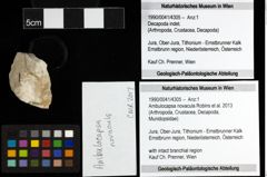 Foto (Objekt + Etiketten) von Ambulocapsa novacula (Robins et al., 2013) 
